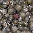 button shell snails