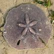 sand dollar