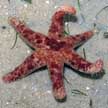 Nepanthia sea star