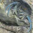 blue hermit crab