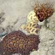 hard corals and fan worm