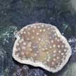 hard coral