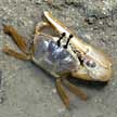 fiddler crabs