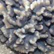 lettuce coral