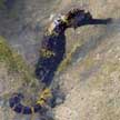 sea horse among seagrasses