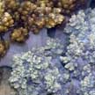 flowery soft corals