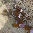 clown anemonefishes