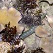 eel-blenny among soft corals