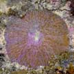 mushroom coral