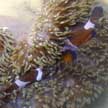 clown anemonefish