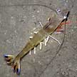 bluetailed shrimp