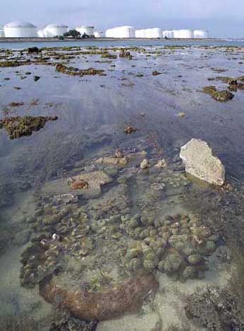 view towards pulau busing