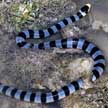 sea snake