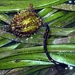 tape seagrass fruit