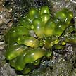 bubble green seaweed