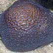 hard coral