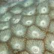 hard coral