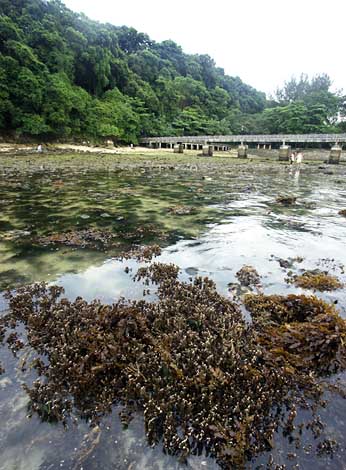view facing jetty and shore with hard corals