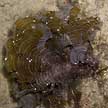mermaid's fan brown seaweed