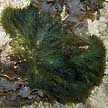 hairy green seaweed