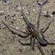 marine spider