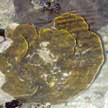 plate hard coral