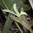 tape seagrass flower