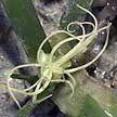 sickle seagrass flower