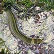 giant reef worm