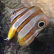 butterflyfish