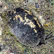 onch sea slug
