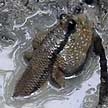 mudskipper