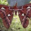 atlas moth