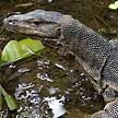 water monitor lizard