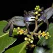 tree climbing crab