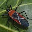 cotton stainer bug