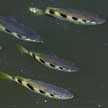 archerfish