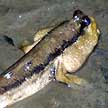 giant mudskipper