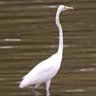 egret