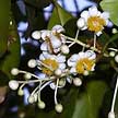 calophyllum inophyllum