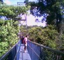 Tree Top Walk at the Central Reserve
