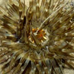 sea anemone