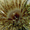 tube anemone