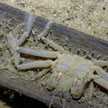 porter crab