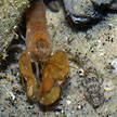 shrimp goby and snapping shrimp
