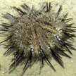 sea urchin