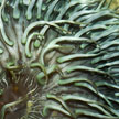 sea anemone