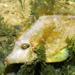 filefish