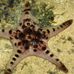 knobbly sea star