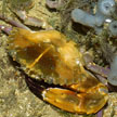 swimming crab